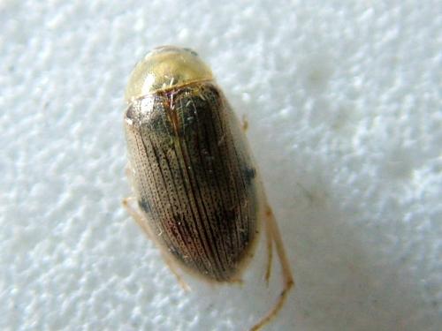Berosus sp.